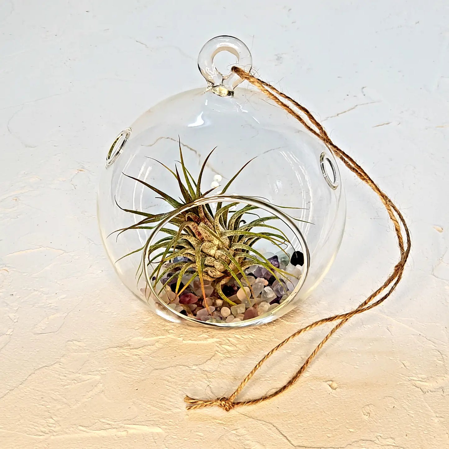 Air Plant Terrarium Kit