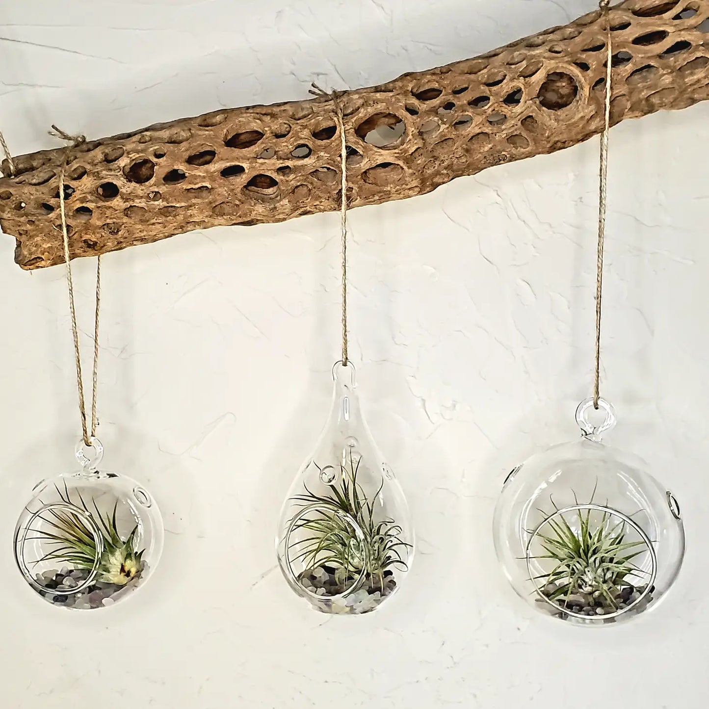 Air Plant Terrarium Kit