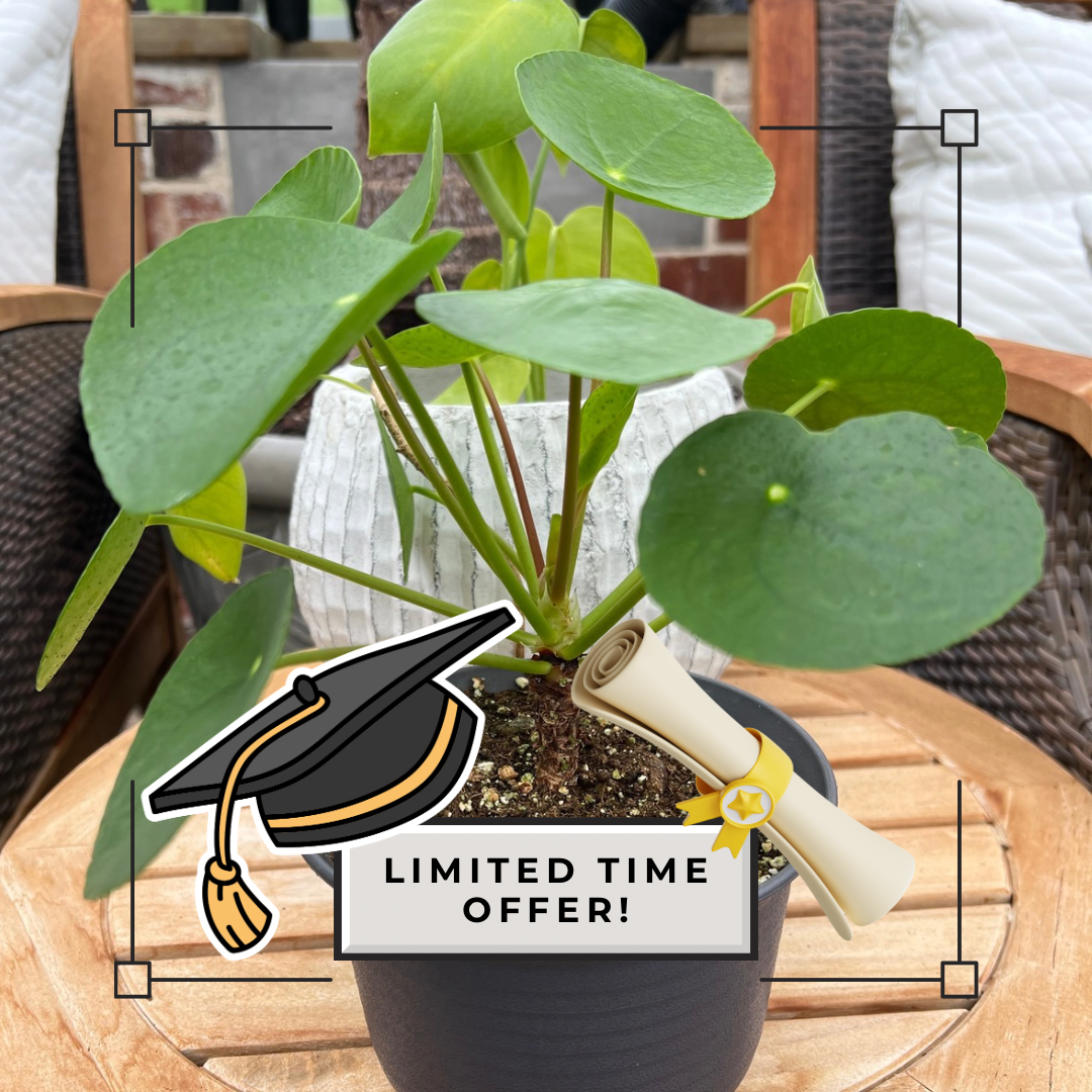 Money Plant Special