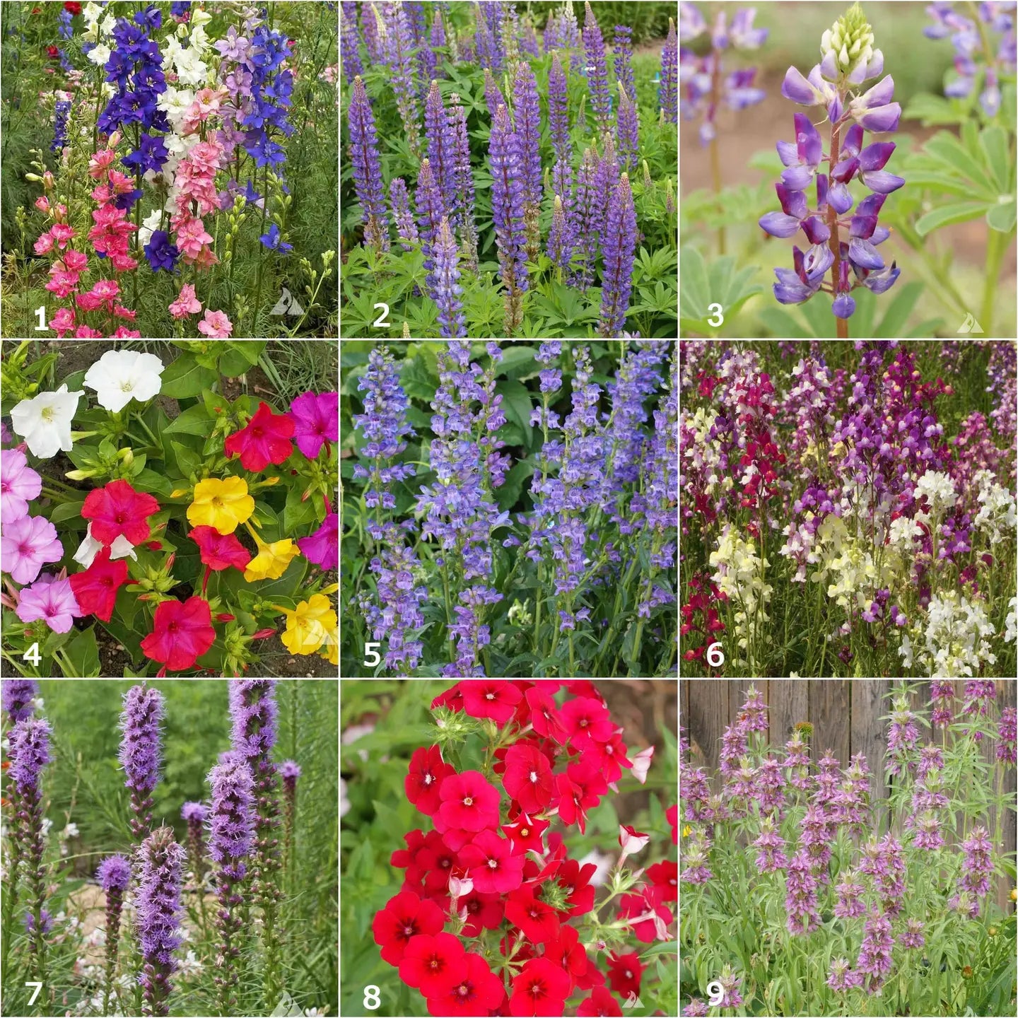 Garden Sprinkles | Hummingbird