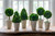 Boxwood Topiaries