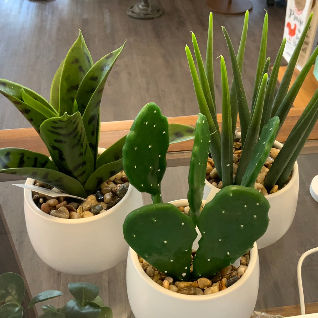 Cactus In Pot
