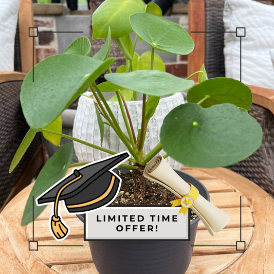 Money Plant Special