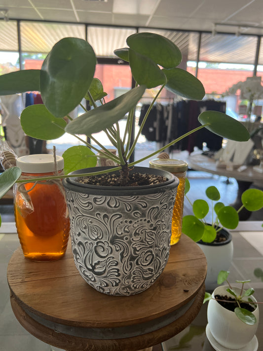 Pilea in decorative planter
