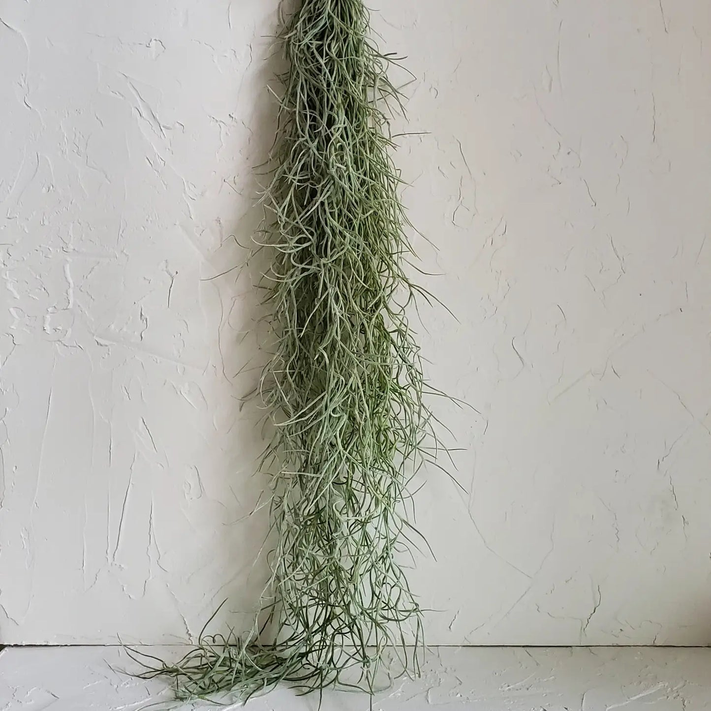 Live Spanish Moss