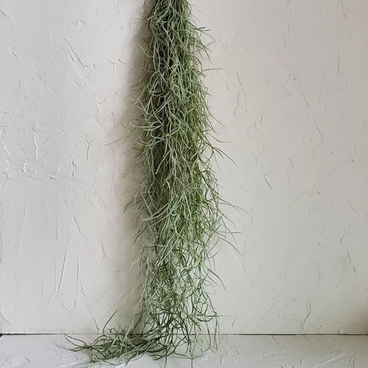 Live Spanish Moss