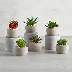 Mini Succulent Set - set of 2