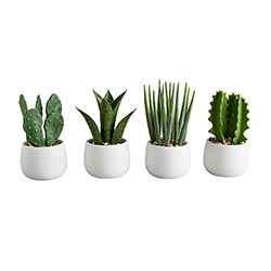 White Pot Cactus Set of 2