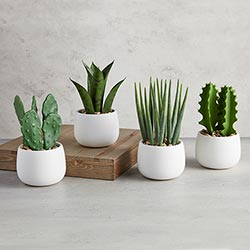 White Pot Cactus Set of 2