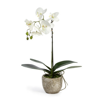 Phalaenopsis Orchid Plant in Concrete Pot Small