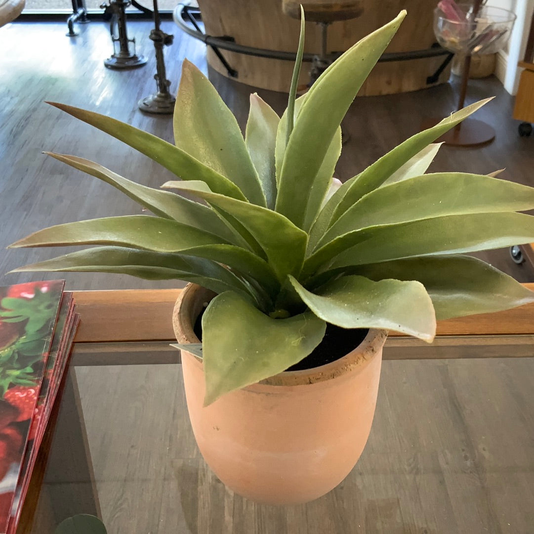 Propeller Plant In Pot