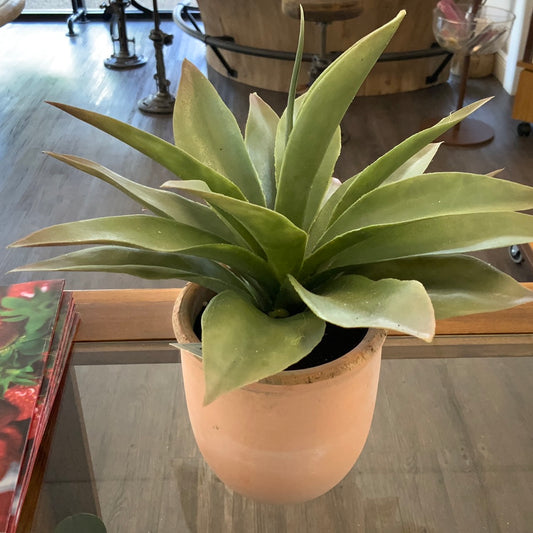 Propeller Plant In Pot