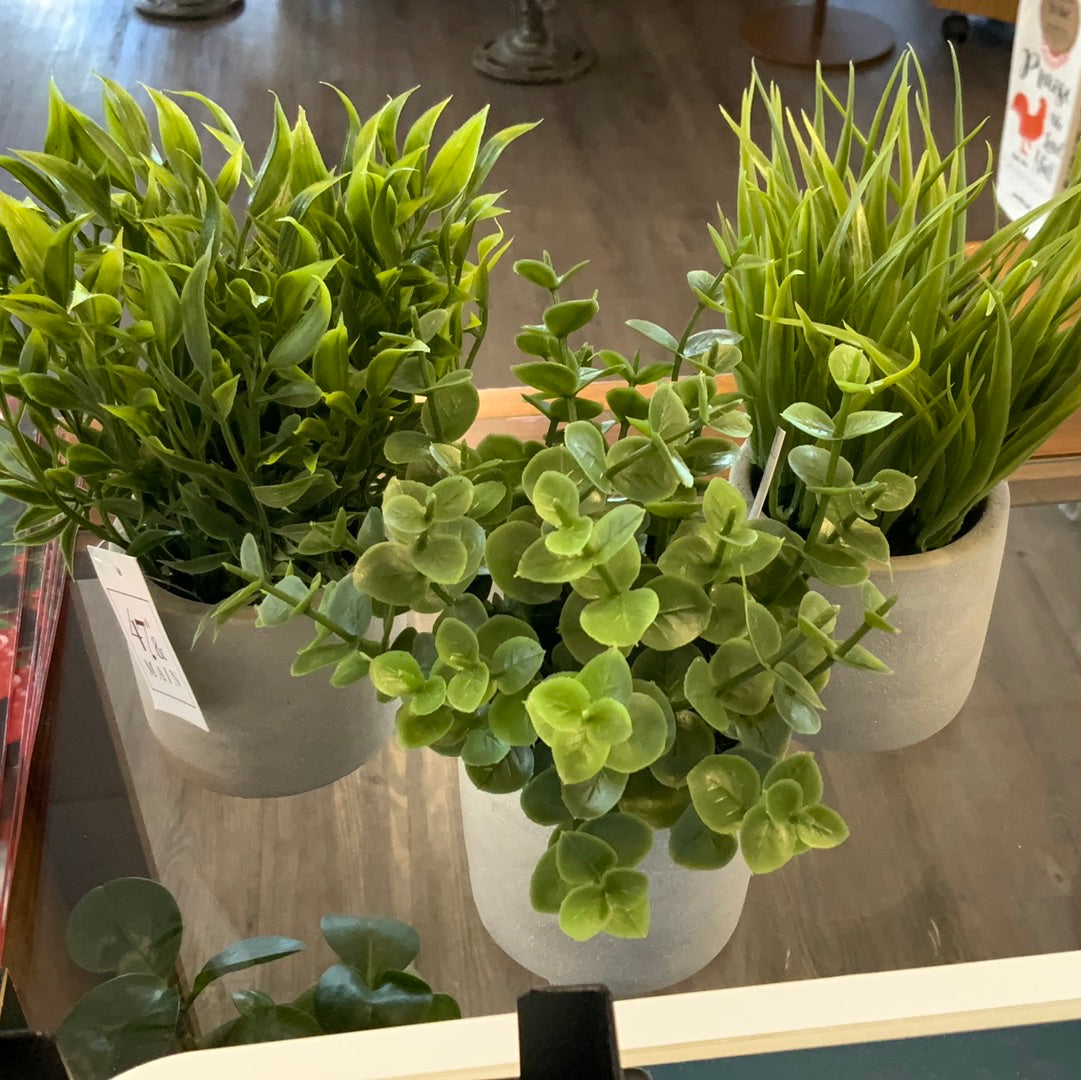 Bush In Cement Pot